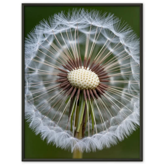 Eleganter Poster mit weißen Pfingstrosen in Blüte für Ihr Zuhause