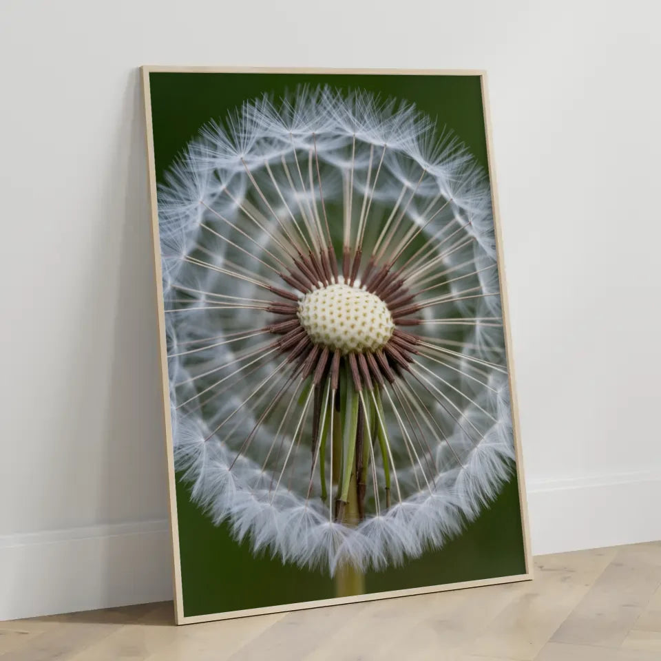 Eleganter Poster mit weißen Pfingstrosen in Blüte für Ihr Zuhause