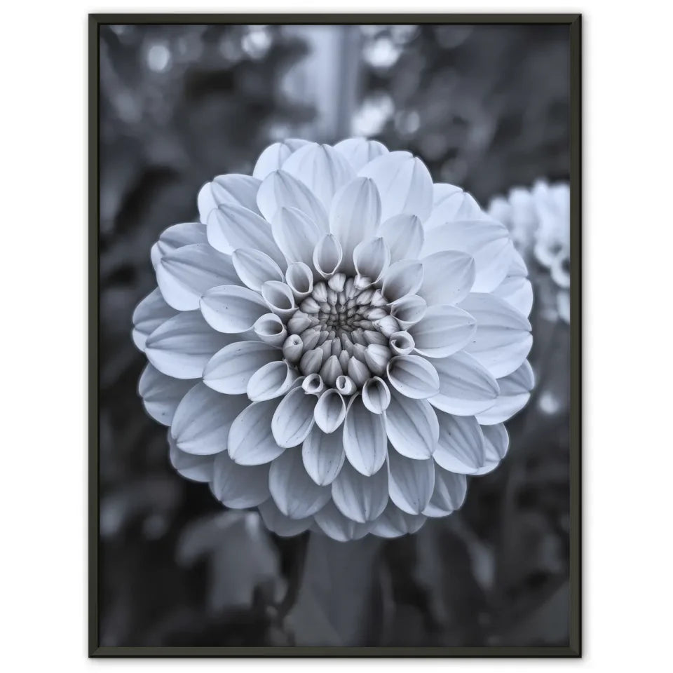 Eleganter Poster mit weißen Pfingstrosen in Blüte für Ihr Zuhause