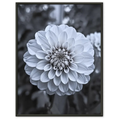 Eleganter Poster mit weißen Pfingstrosen in Blüte für Ihr Zuhause