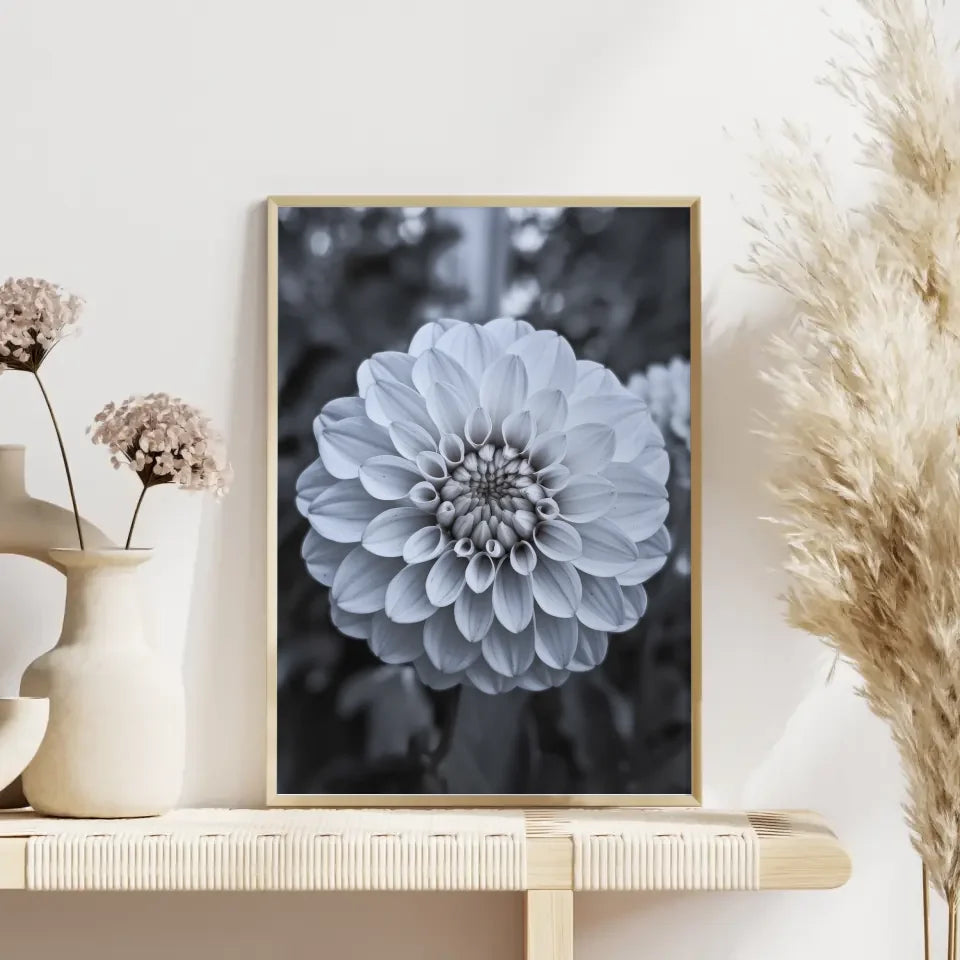 Eleganter Poster mit weißen Pfingstrosen in Blüte für Ihr Zuhause