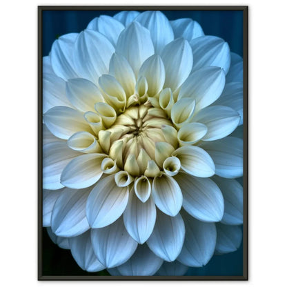 Eleganter Poster mit weißen Pfingstrosen in Blüte für Ihr Zuhause