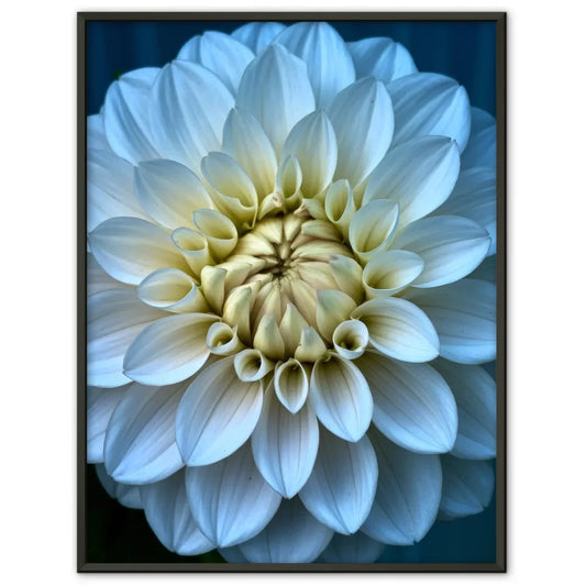 Eleganter Poster mit weißen Pfingstrosen in Blüte für Ihr Zuhause