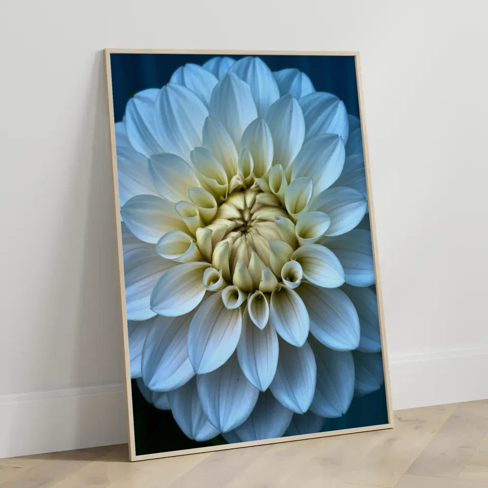 Eleganter Poster mit weißen Pfingstrosen in Blüte für Ihr Zuhause