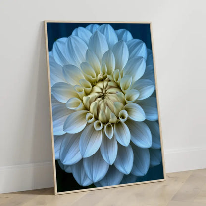 Eleganter Poster mit weißen Pfingstrosen in Blüte für Ihr Zuhause