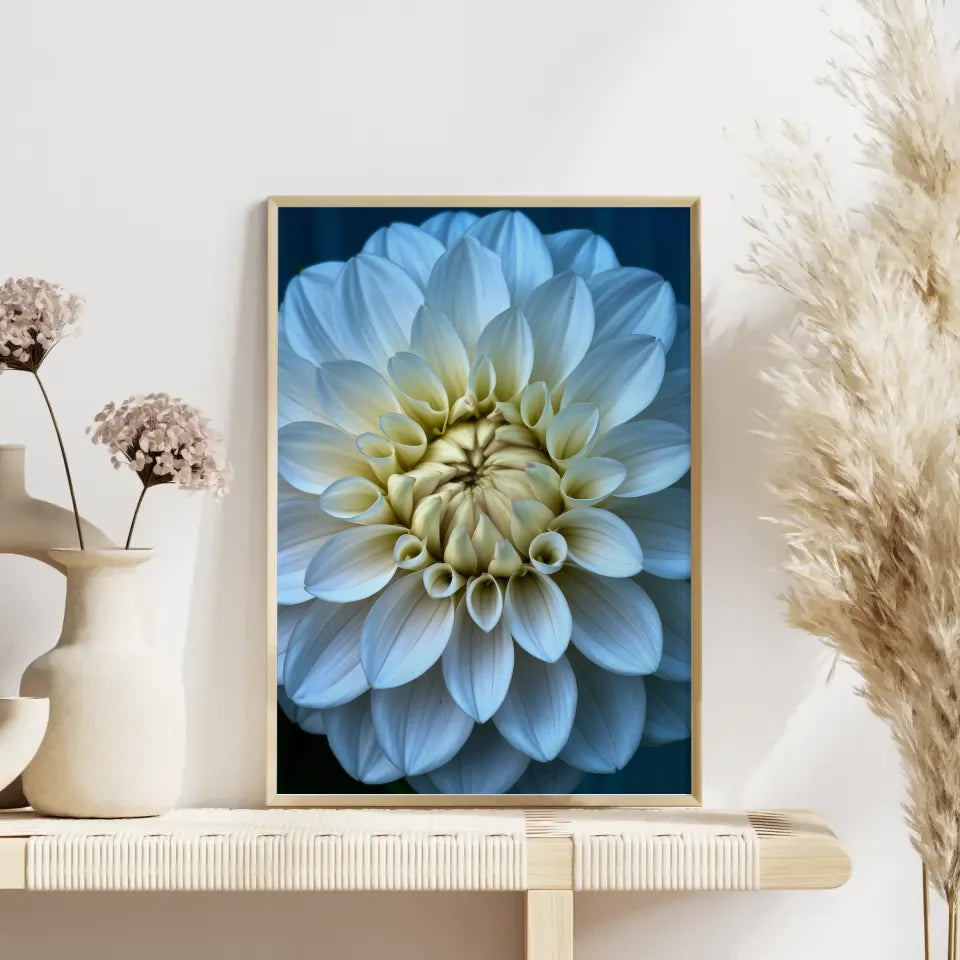 Eleganter Poster mit weißen Pfingstrosen in Blüte für Ihr Zuhause