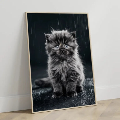 Flauschiges Kätzchen im Nieselregen Poster mit blauen Augen kaufen