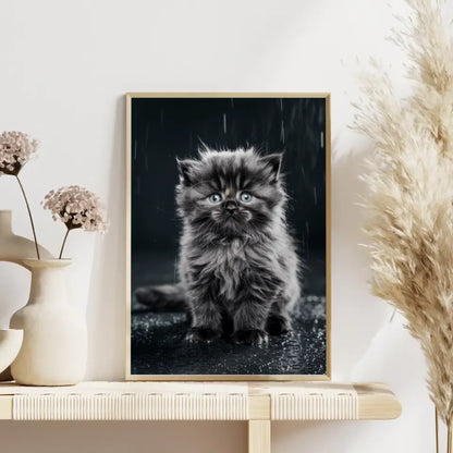 Flauschiges Kätzchen im Nieselregen Poster mit blauen Augen kaufen
