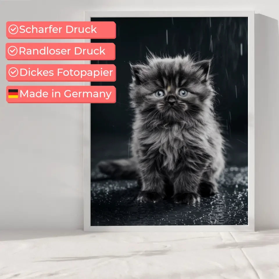 Flauschiges Kätzchen im Nieselregen Poster mit blauen Augen kaufen