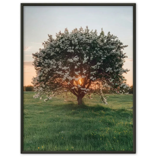 Poster eines blühenden Baumes in der Abendsonne auf grüner Wiese