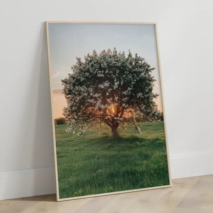 Poster eines blühenden Baumes in der Abendsonne auf grüner Wiese