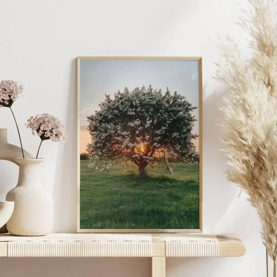 Poster eines blühenden Baumes in der Abendsonne auf grüner Wiese