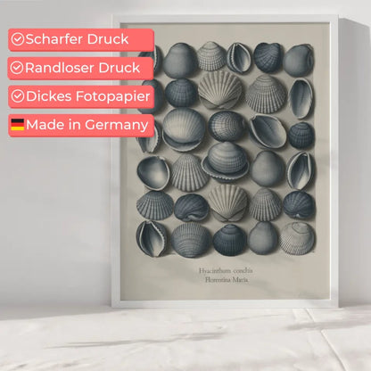 Vintage Muschel Poster in Blau und Weiß für maritime Räume