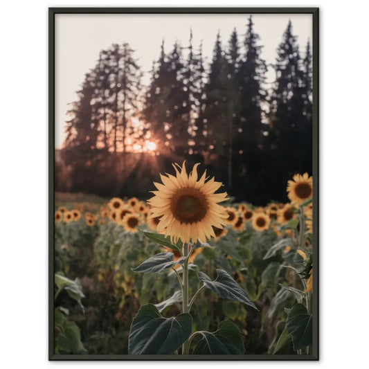 Sonnenblumen Poster im Sommerfeld bei Sonnenuntergang kaufen