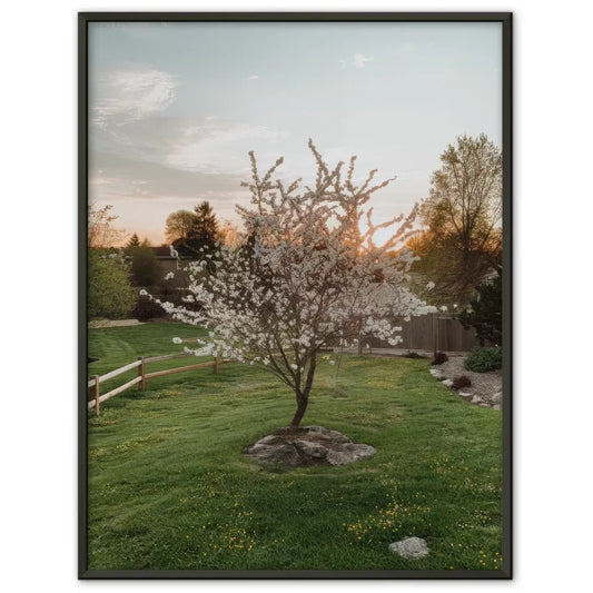 Poster von blühendem Baum mit Sonnenuntergang und buntem Rasen