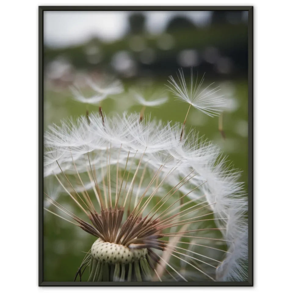 Löwenzahnsamen Poster flauschig und sanft im Wind 70x100 cm kaufen