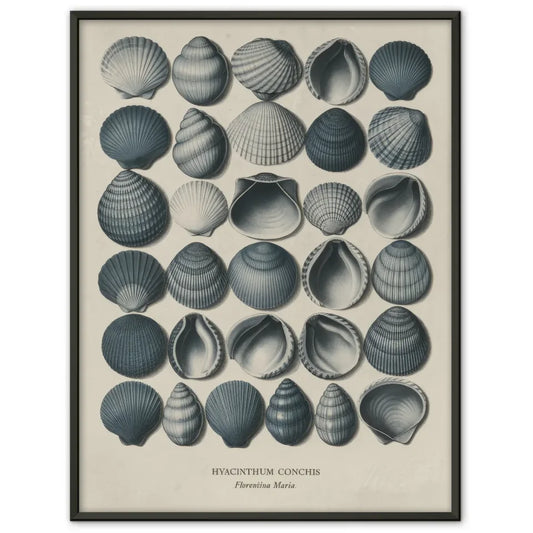 Poster vintage Muscheln Hyacinthum Conchis von Florentina Maria