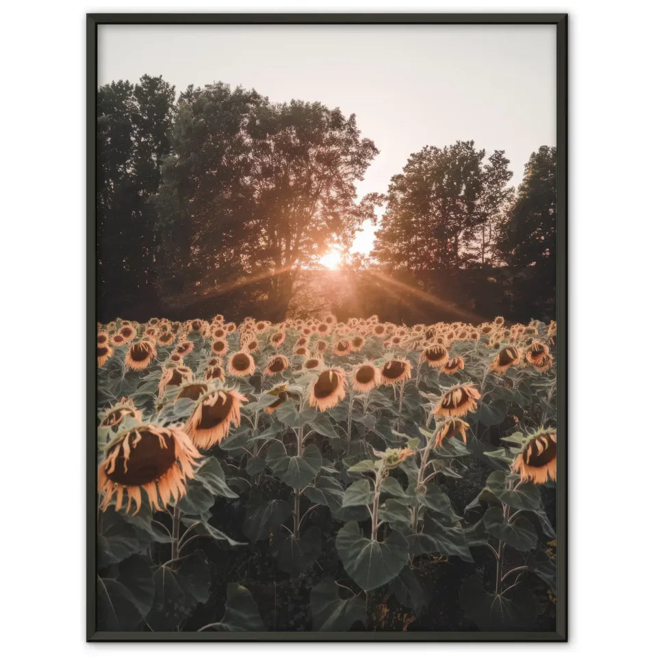 Sonnenblumenfeld Poster im warmen Sonnenuntergang für gemütliche Räume