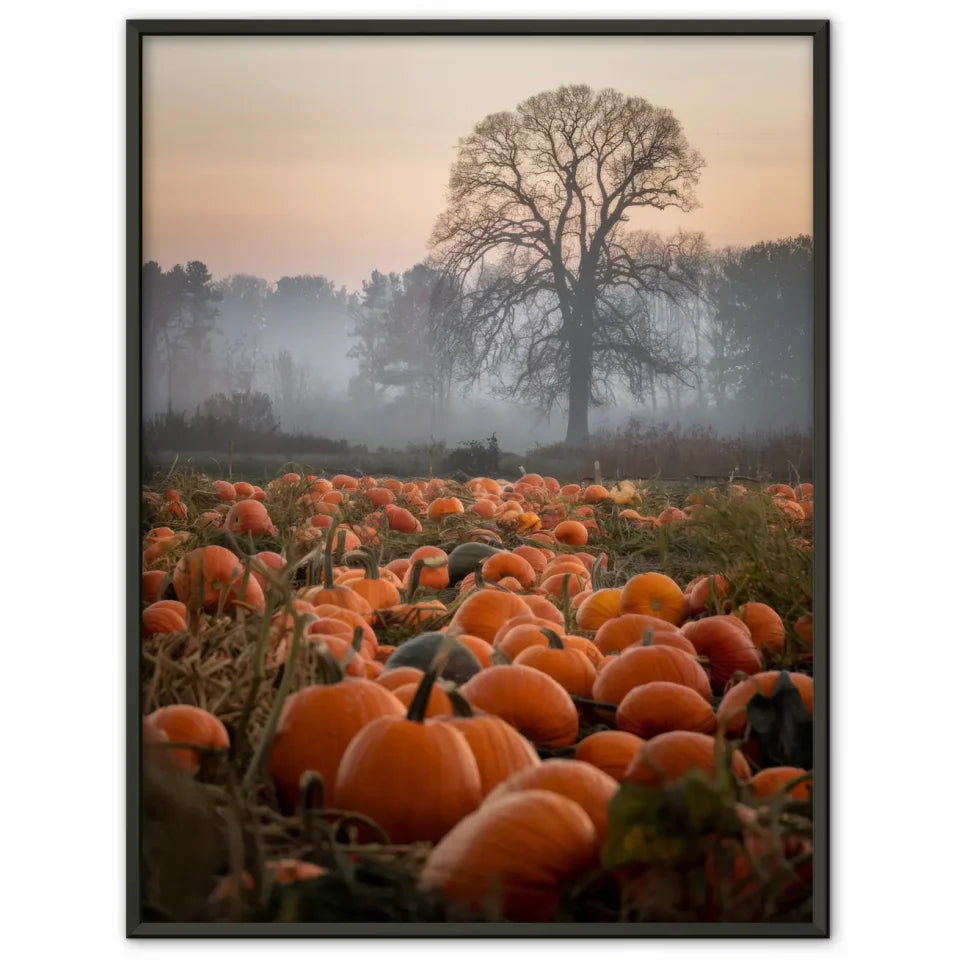 Poster mit Quallen im sanften Licht für entspanntes Ambiente 1