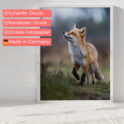 Poster Fuchs im natürlichen Lebensraum – Ruhe und Natur für dein Zuhause