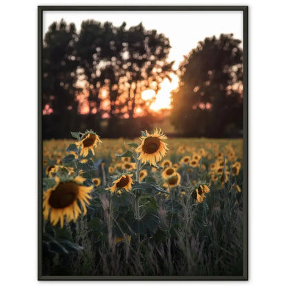 Poster Sonnenblumenfeld bei Sonnenuntergang für Sommerliebhaber