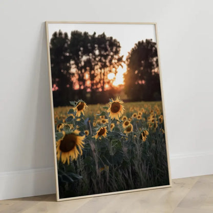 Poster Sonnenblumenfeld bei Sonnenuntergang für Sommerliebhaber