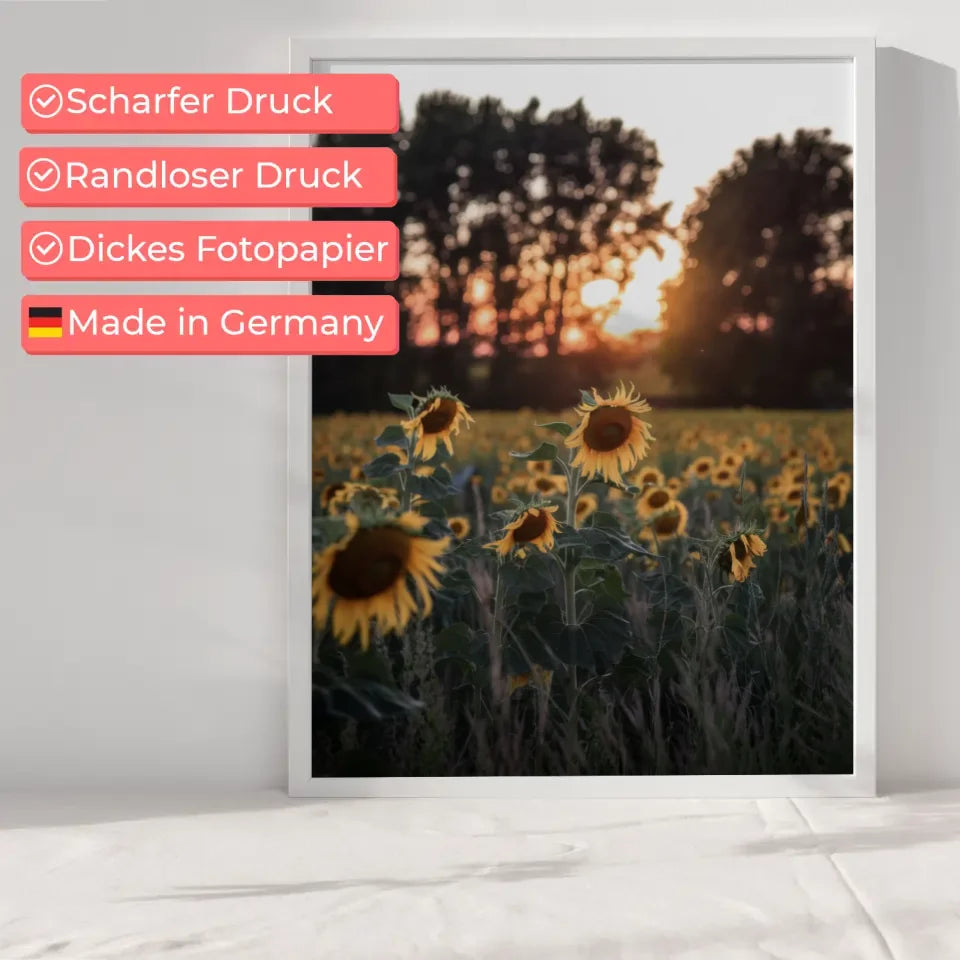 Poster Sonnenblumenfeld bei Sonnenuntergang für Sommerliebhaber