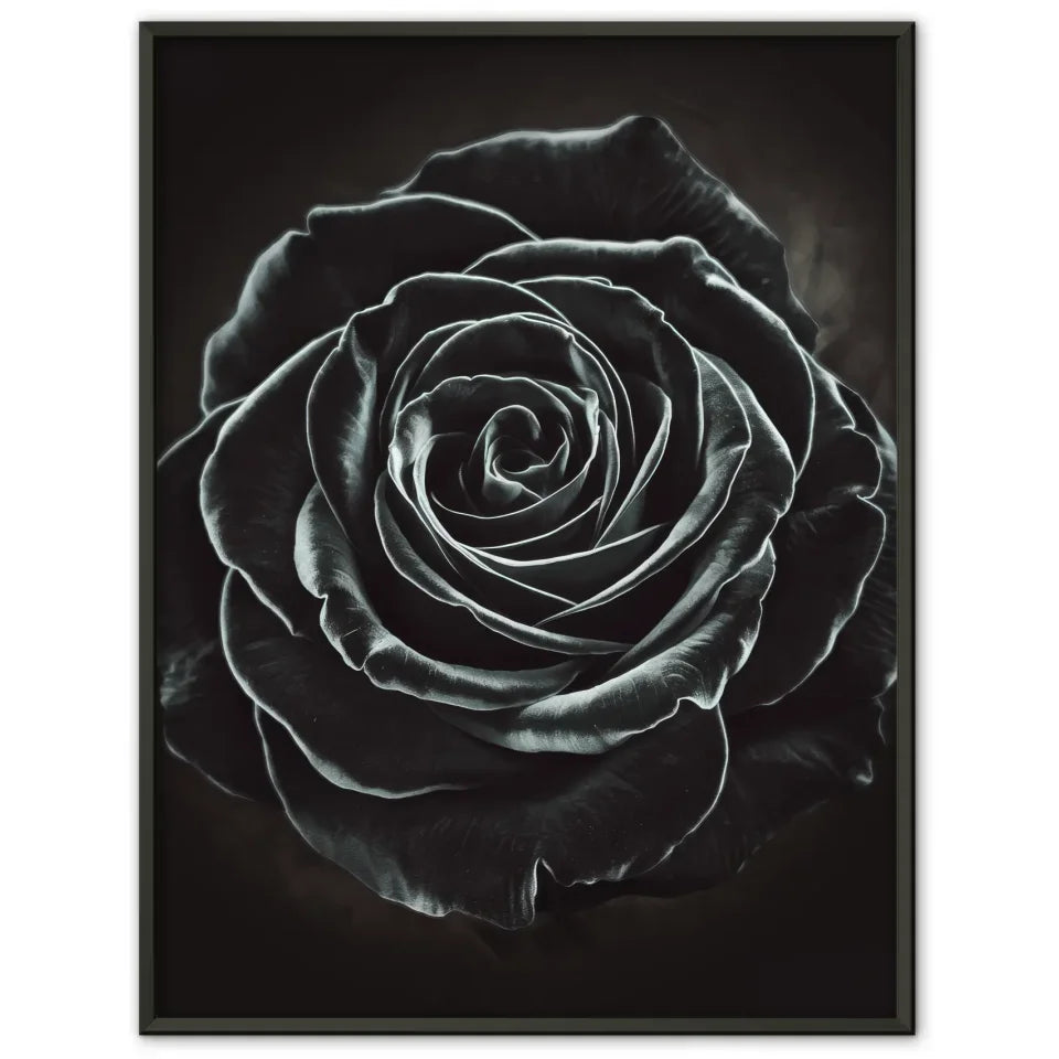 Poster schwarze Rose in Nahaufnahme mystische Schönheit