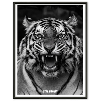 Tiger Poster mit starkem Fokus und dem Schriftzug Stay Hungry 1