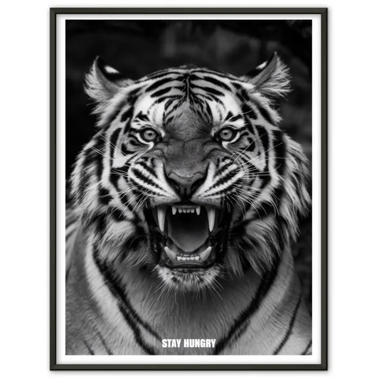 Tiger Poster mit starkem Fokus und dem Schriftzug Stay Hungry