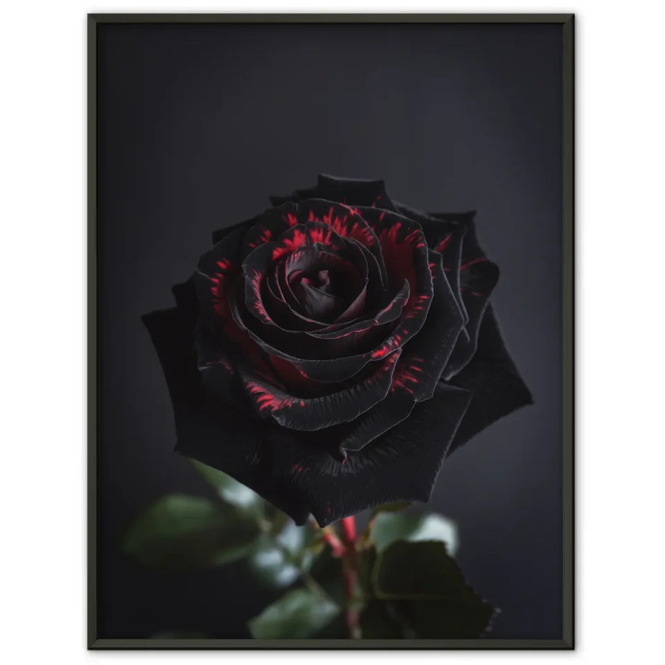 Schwarze Rose Poster mit tiefroten Kontrasten für Romantik 1